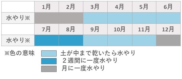 ハオルチア水やり