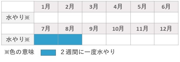 ハオルチア水やり夏