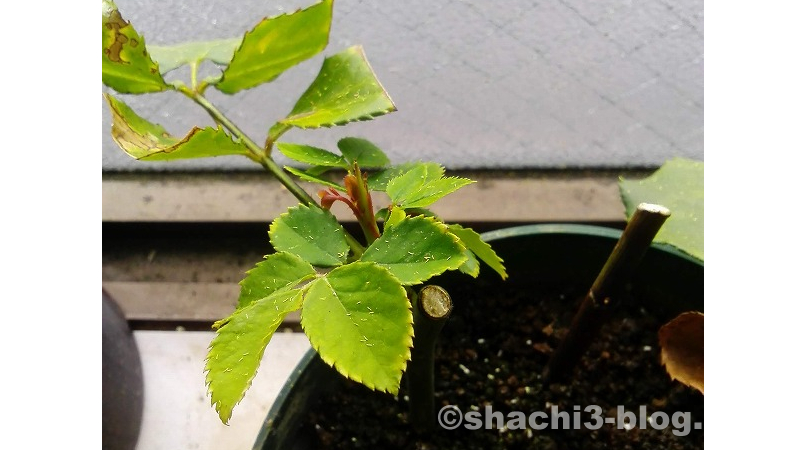 切り花のバラの挿し木