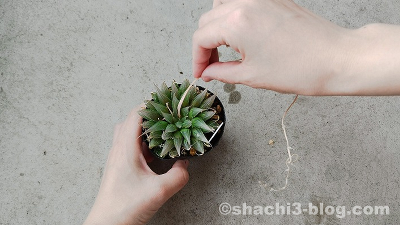 枯れたハオルチアの花茎を引っこ抜く