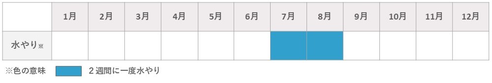 ハオルチア水やり夏