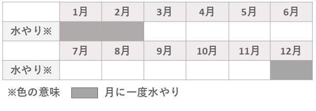 ハオルチア水やり冬