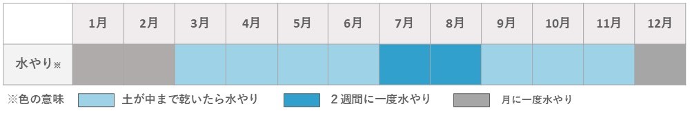 ハオルチア水やり