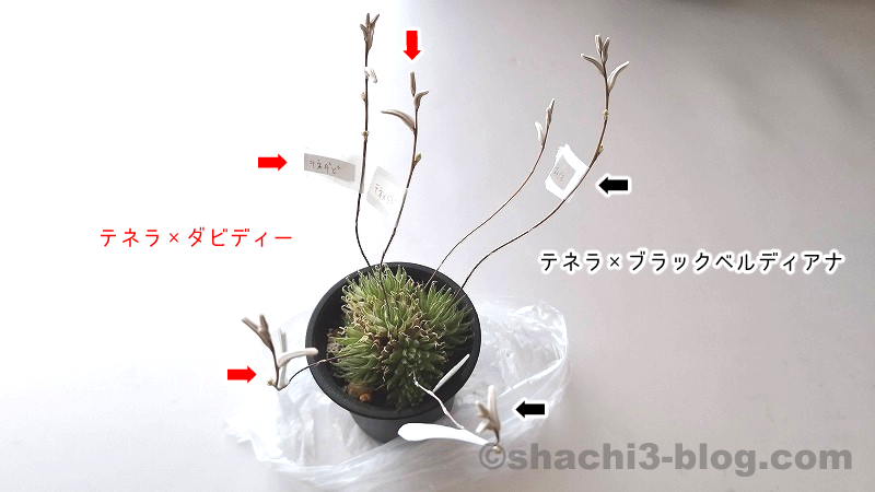 花茎ごとに交配式を分ける