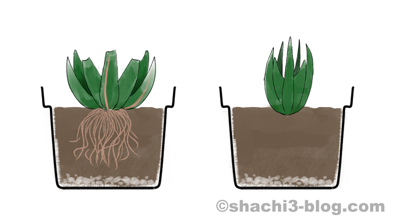 カットした株を植え付けるイラスト