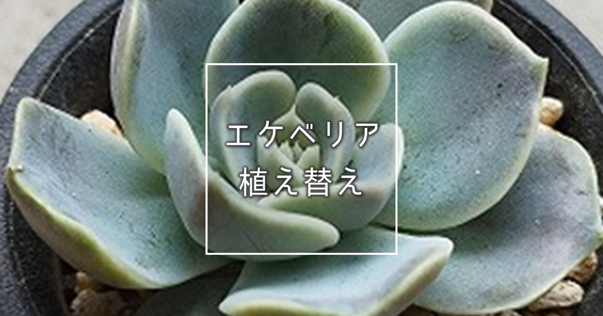 エケベリアの植え替え方