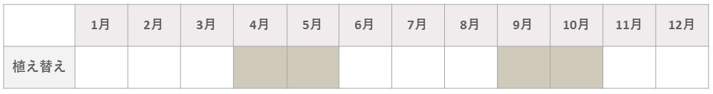 エケベリア植え替え時期