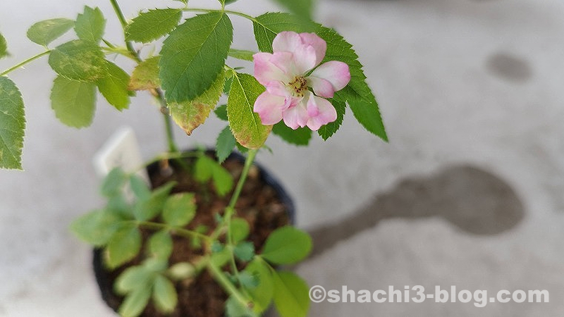 挿し木に薔薇の花が咲いた