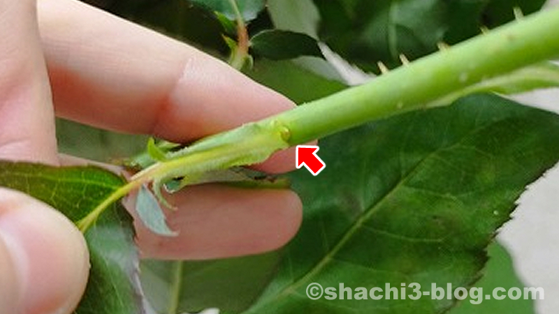 腋芽があるバラの切り花