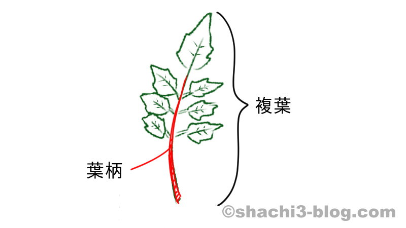 複葉と葉柄