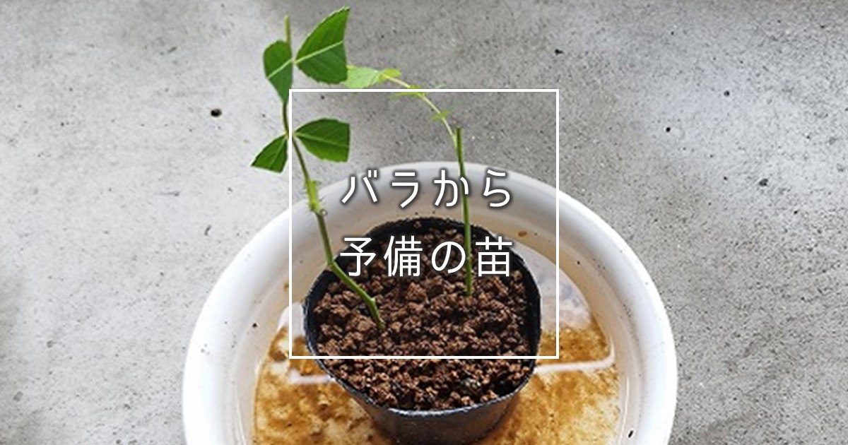 育てている薔薇から予備の苗を作る