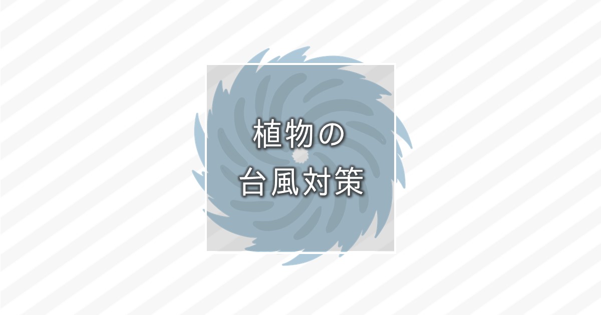 ベランダ栽培台風が来る時の対応