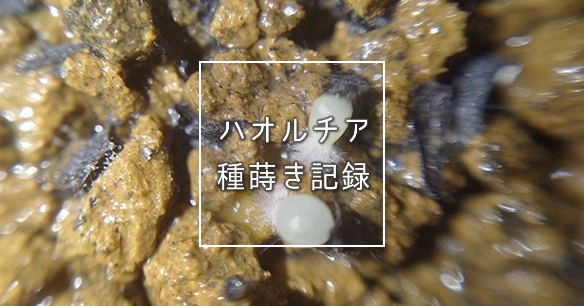 軟葉ハオルチア種まきの成長記録