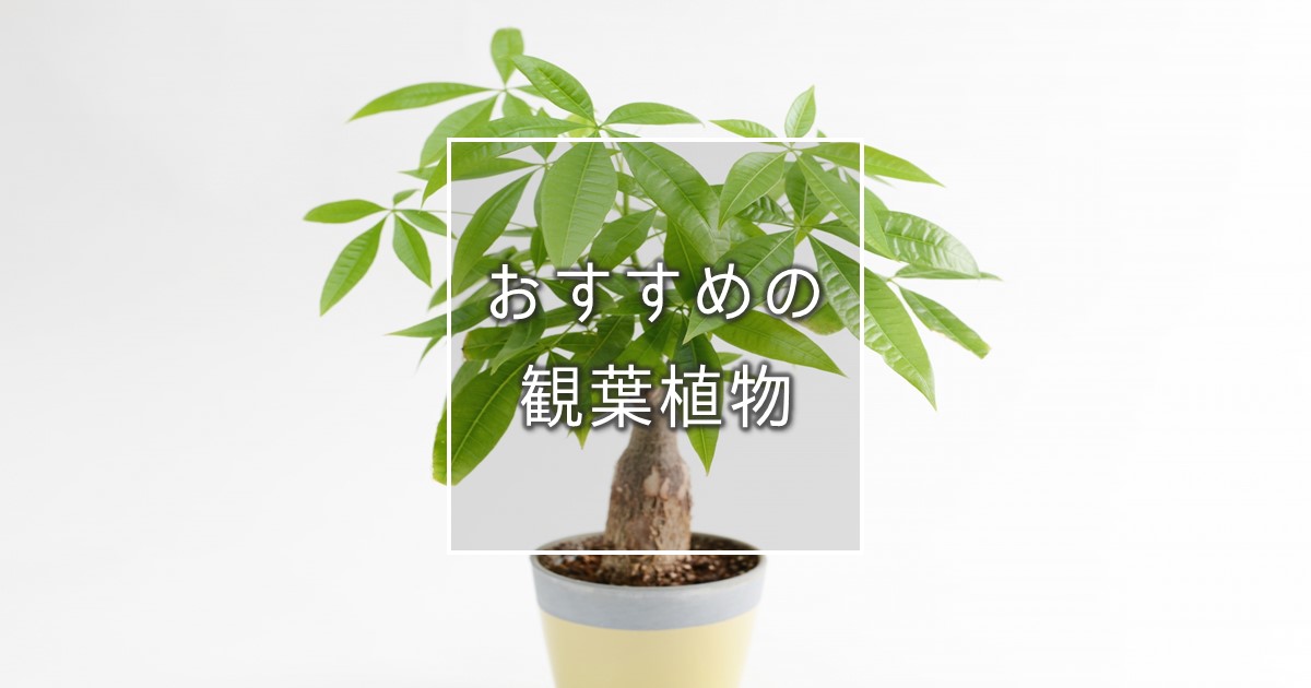 おすすめの観葉植物