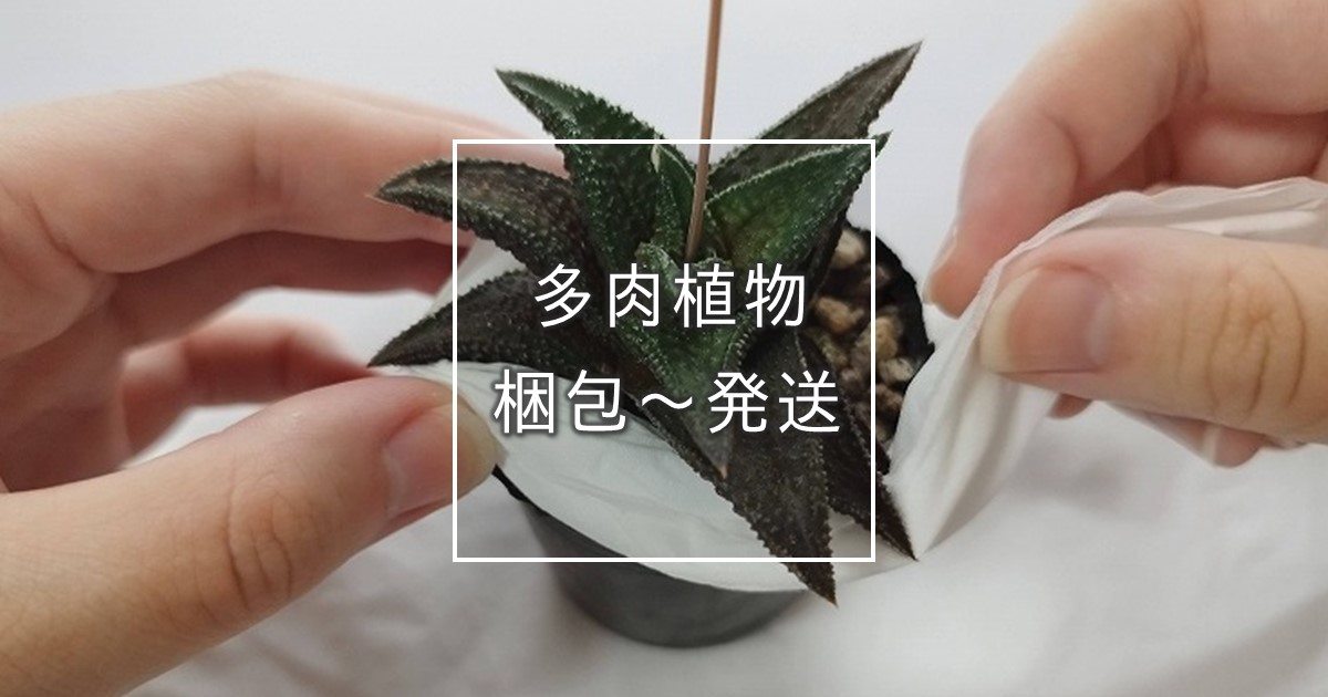 多肉植物梱包から発送まで