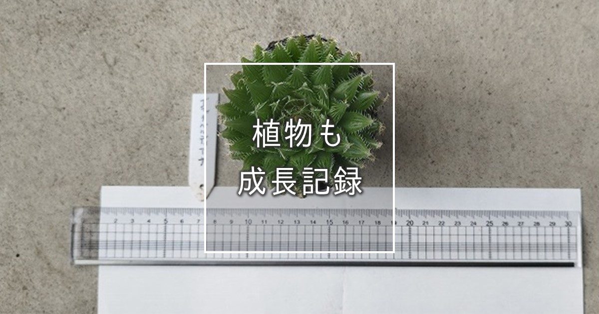 植物も成長記録