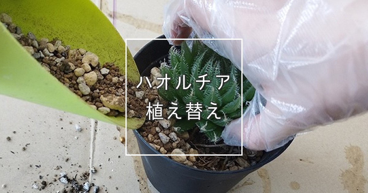 ハオルチアの植え替え方