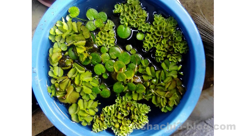 浮遊植物