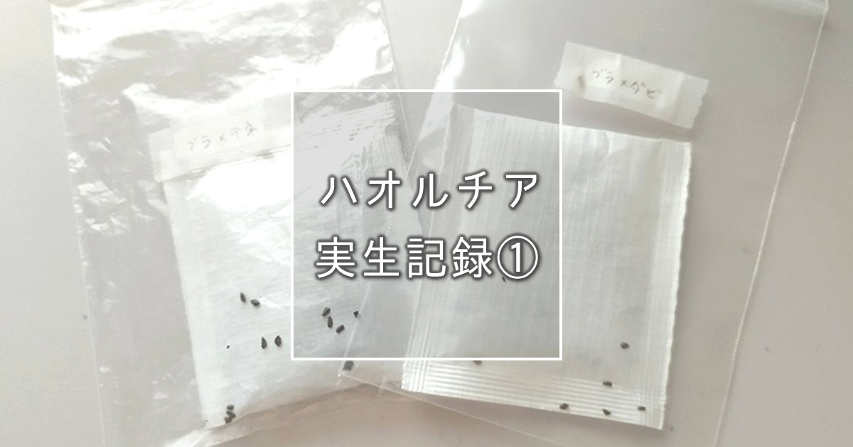 ハオルチア実生記録①