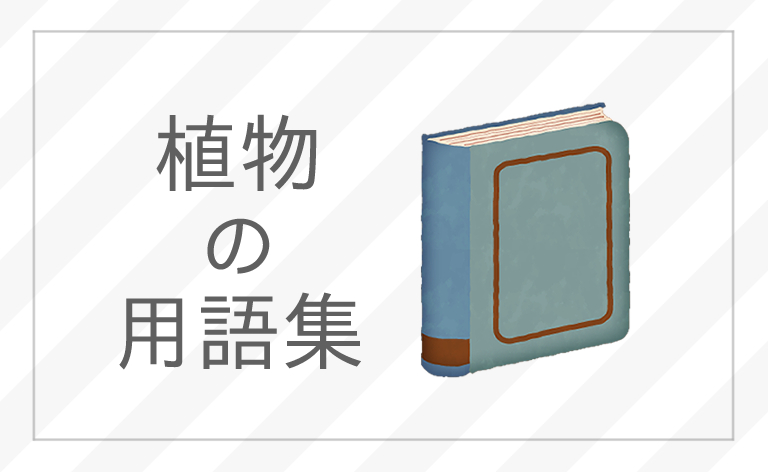 ピックアップバナー植物の用語集