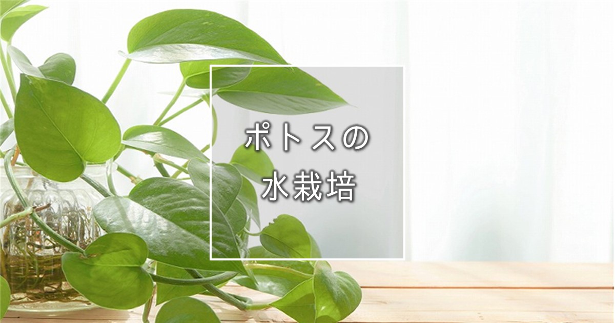 ポトスの水栽培で観葉植物を楽しむ