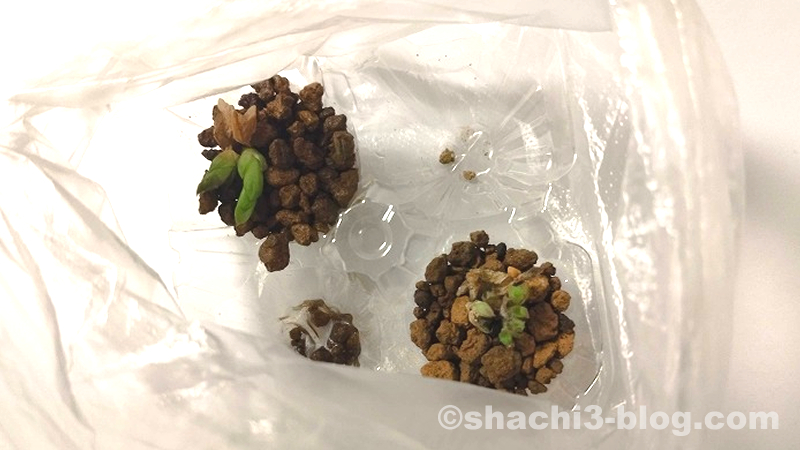 発根した葉挿しハオルチア