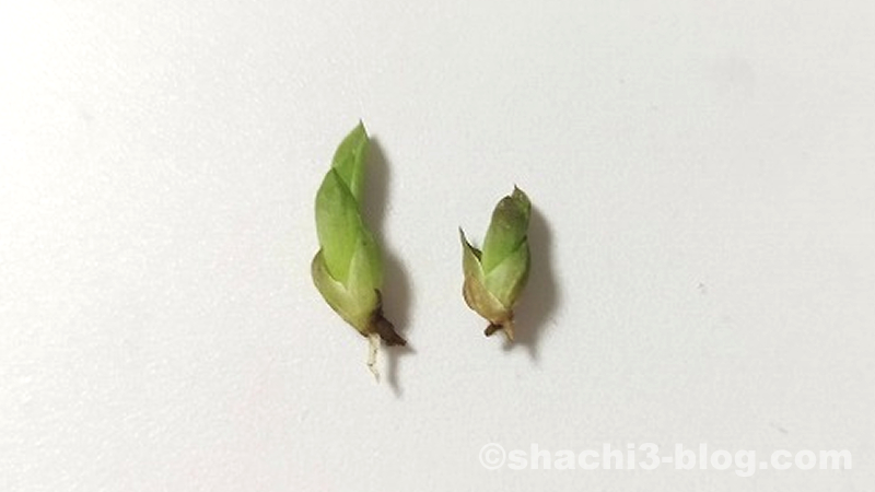 発根した葉挿しハオルチア