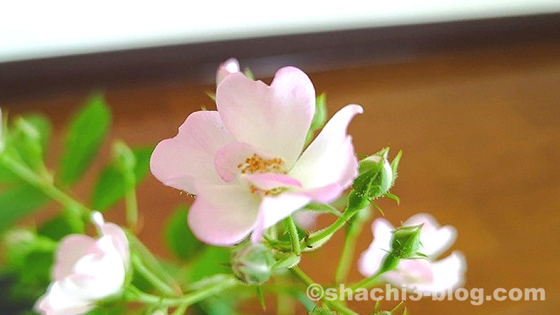 いつものお花