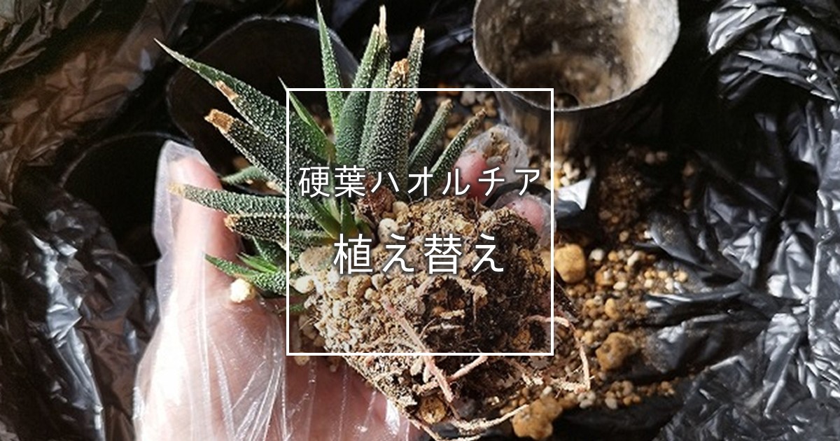 硬葉ハオルチアの植え付け・植え替え方