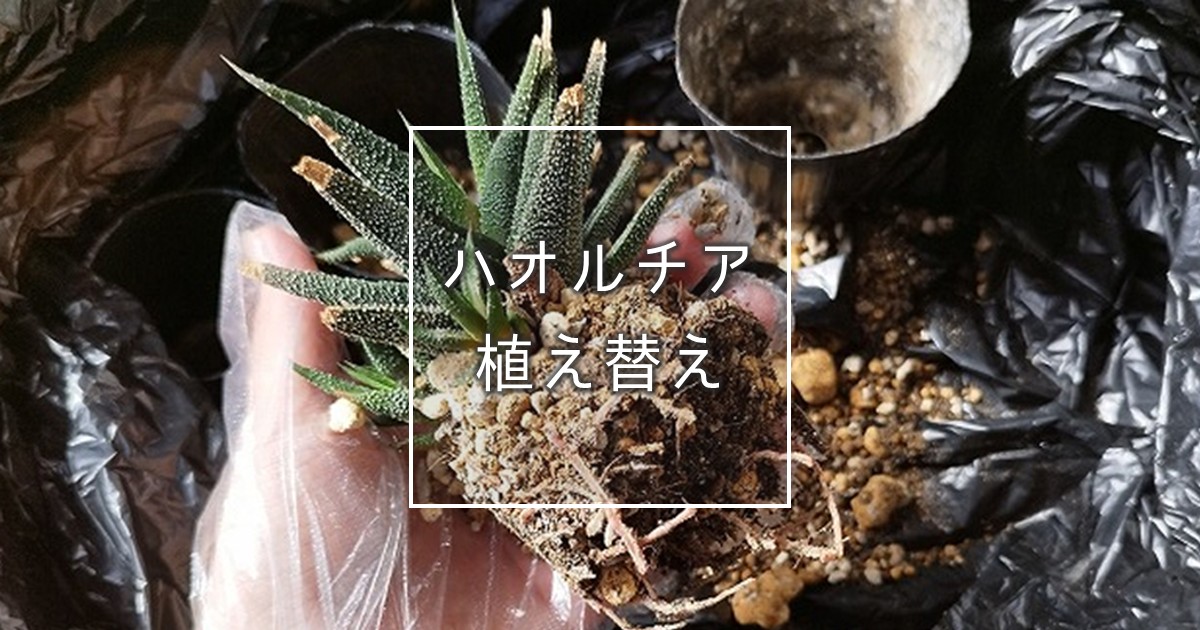 硬葉ハオルチアの植え付け・植え替え方