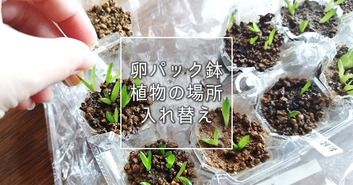 植物の場所をスムーズに入れ替えられる卵パック鉢の作り方