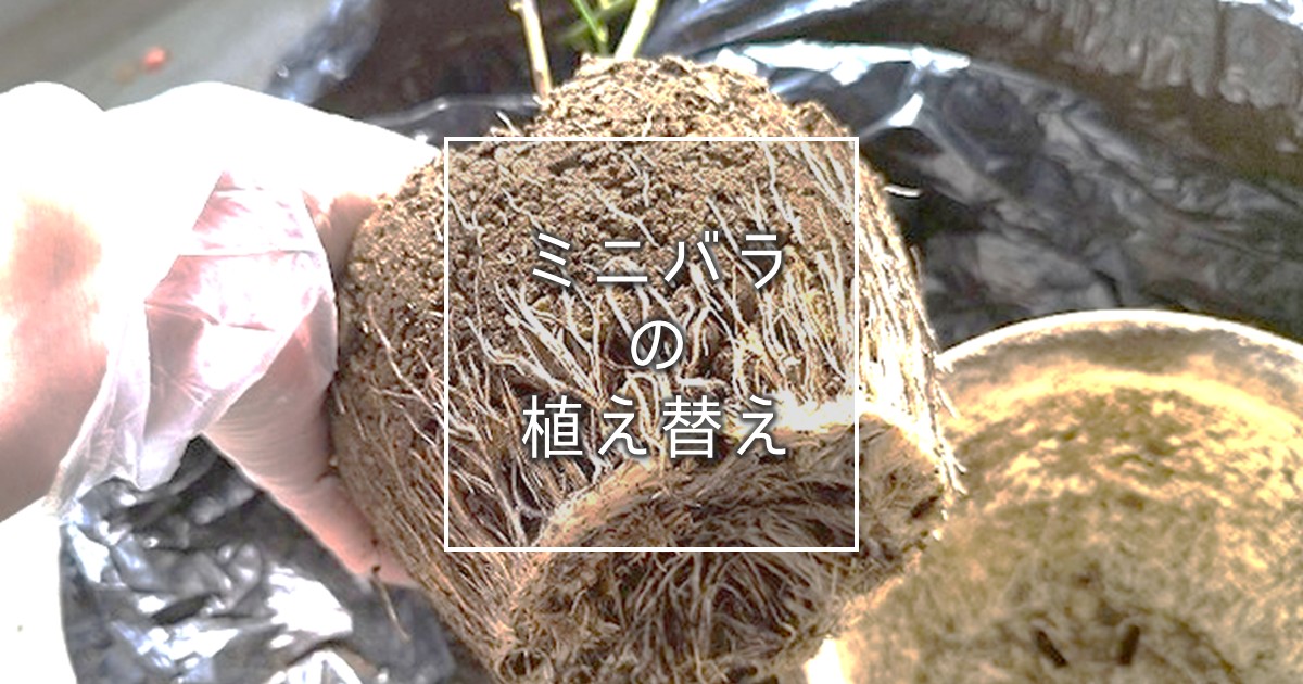 ミニバラの植え替え方法