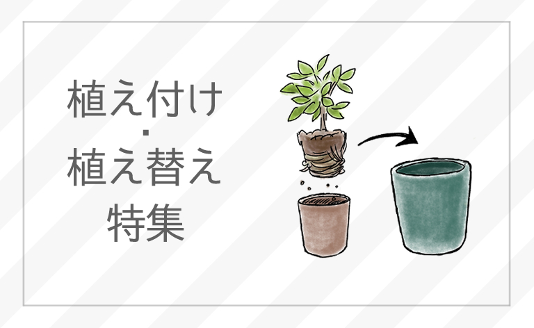 ピックアップバナー植え付け・植え替え特集