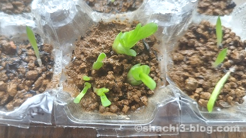 卵パックに引っ越した葉挿し軟葉ハオルチア