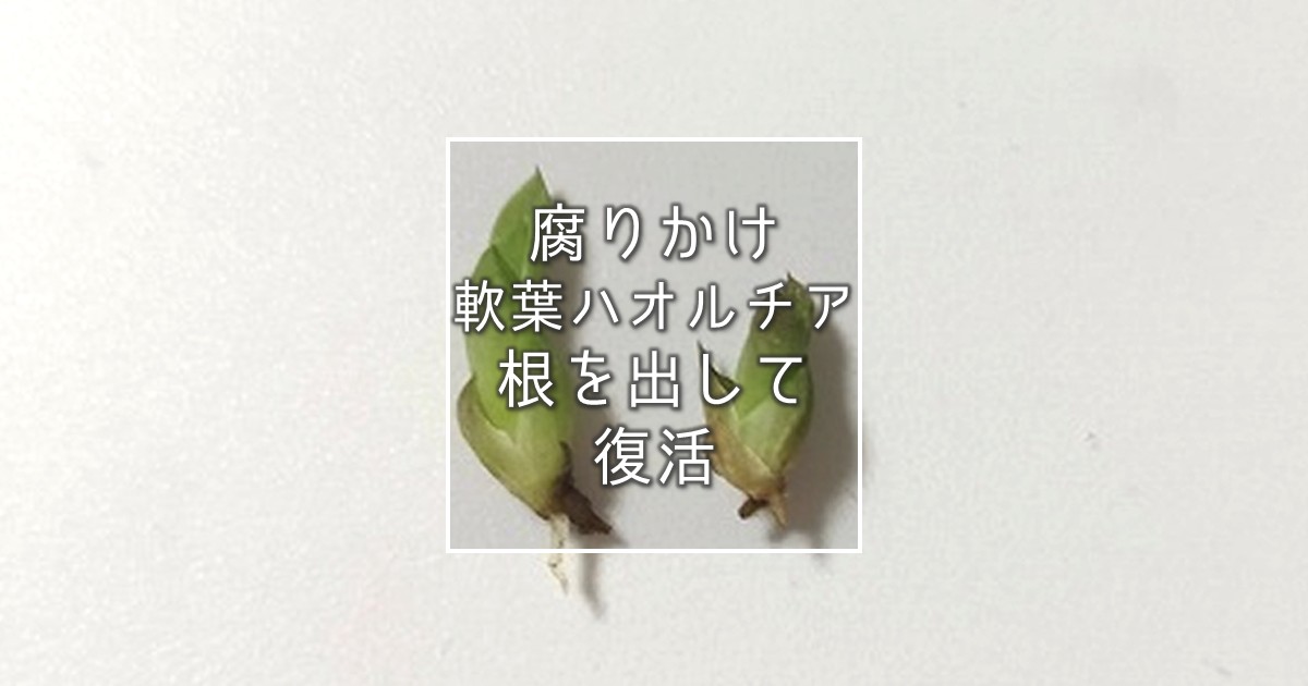 腐りかけ軟葉ハオルチアの根を出して復活させる方法