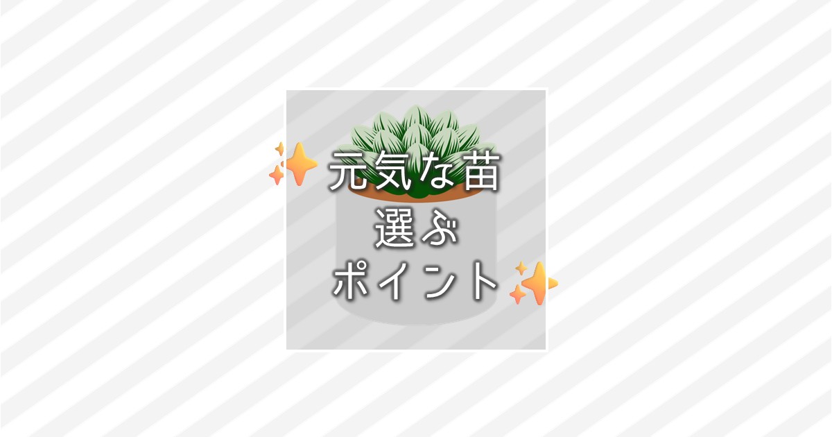 ハオルチアの元気な苗を選ぶポイント