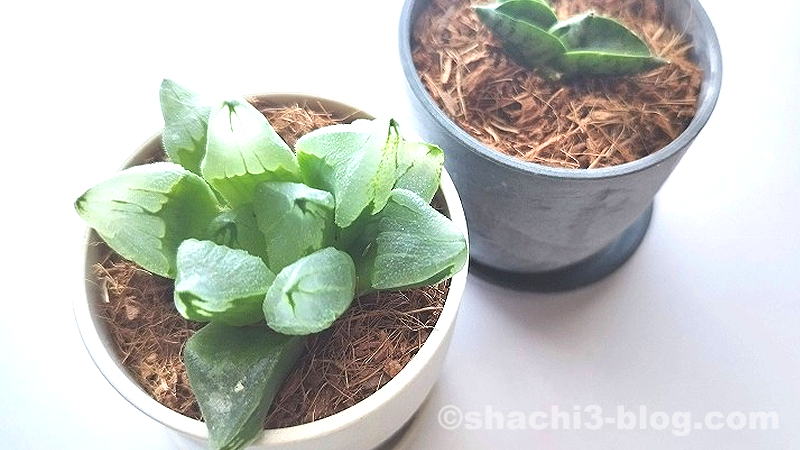 ストーン風プランターミニに軟葉ハオルチアを植えた