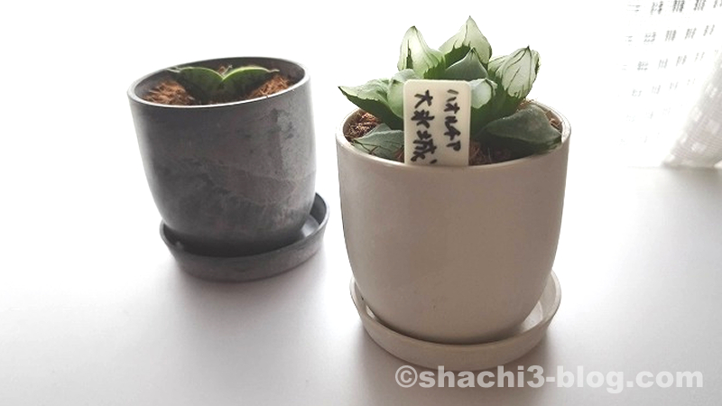 ストーン風プランターミニに軟葉ハオルチアを植えた