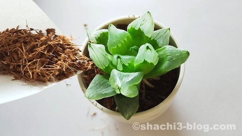 ストーン風プランターミニに軟葉ハオルチアをベラボンサキュレントで植える