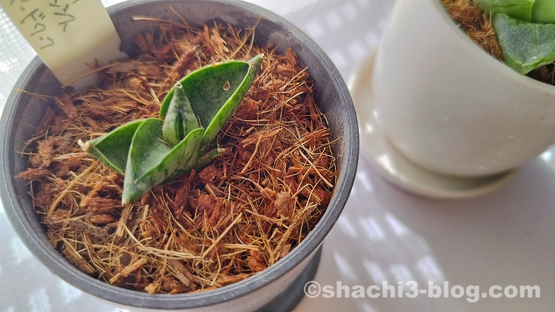 ストーン風プランターミニに軟葉ハオルチアを植えた