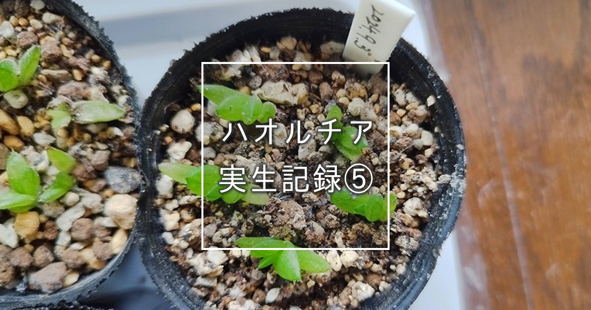 ハオルチア実生記録⑤