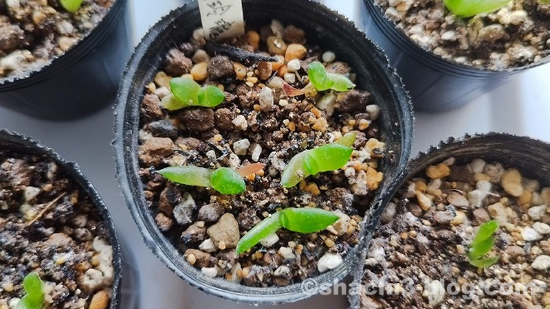 竹虎×王玲瓏