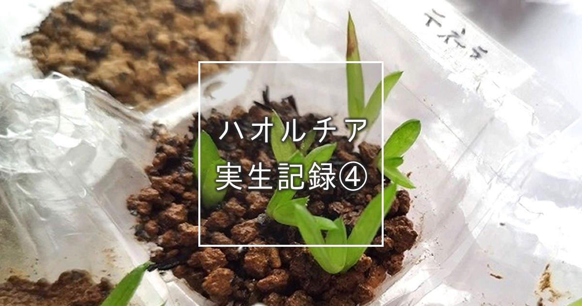 ハオルチア実生記録④