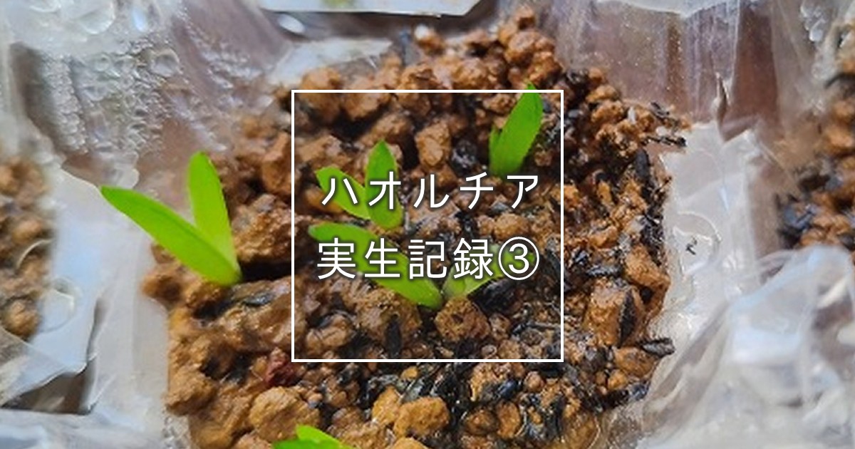 ハオルチア実生記録➂
